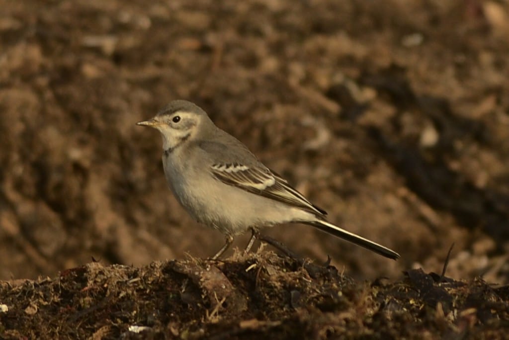 Citrine Wagtail, South Landing, Andy Hood