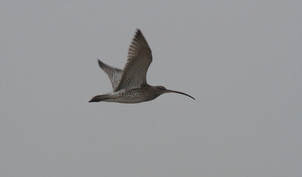 Curlew, South Landing, by Alan Walkington