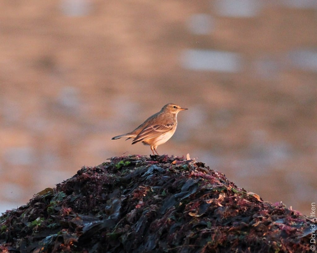 Water Pipit, South Landing, Dave Aitken