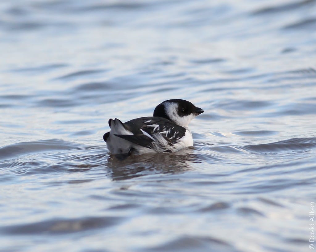 Little Auk, South Landing, Dave Aitken