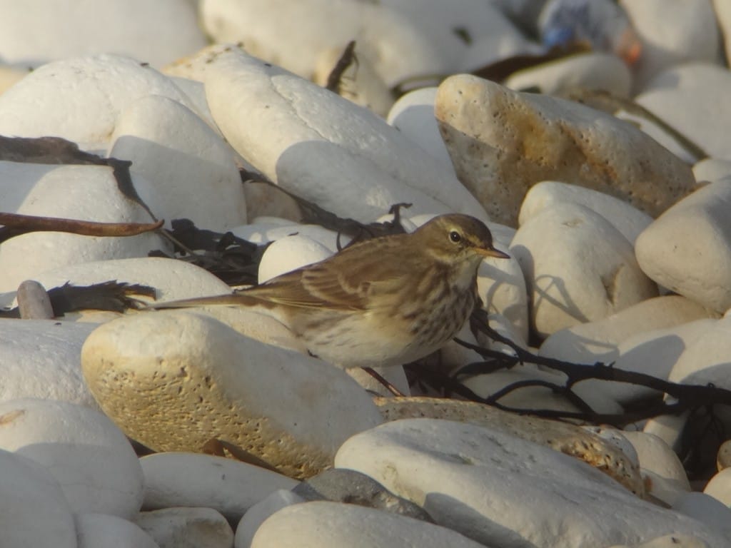 Water Pipit, South Landing, by Andy Hood