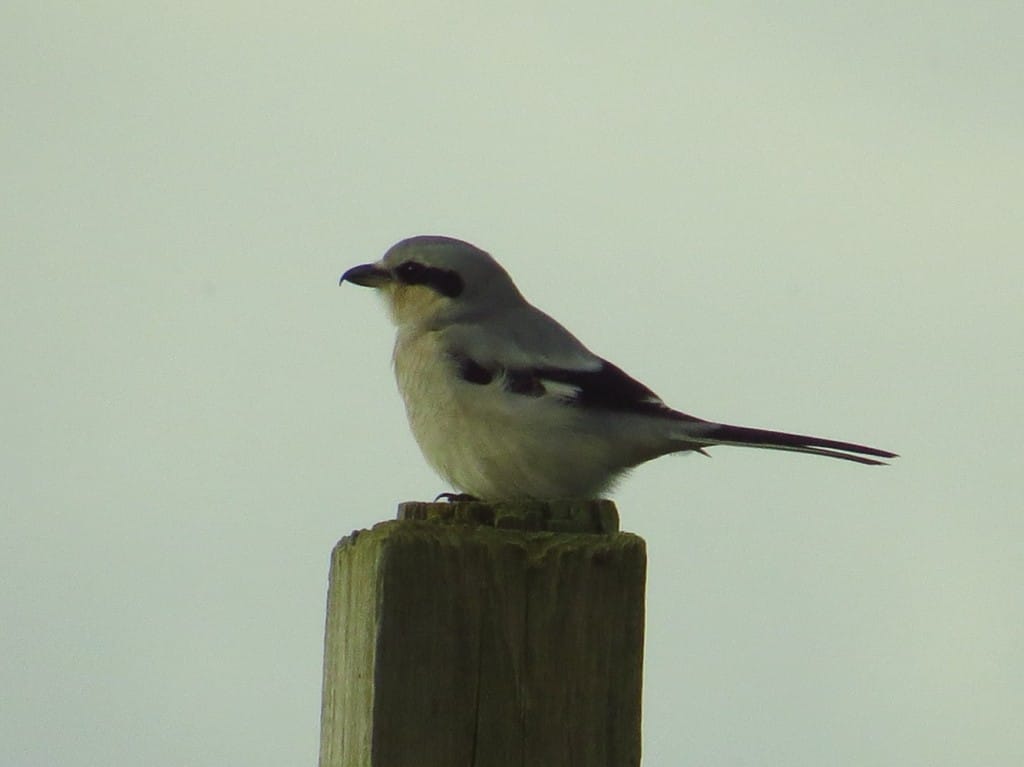 Great Grey Shrike, RSPB Bempton Cliffs, by Jenny Barrand