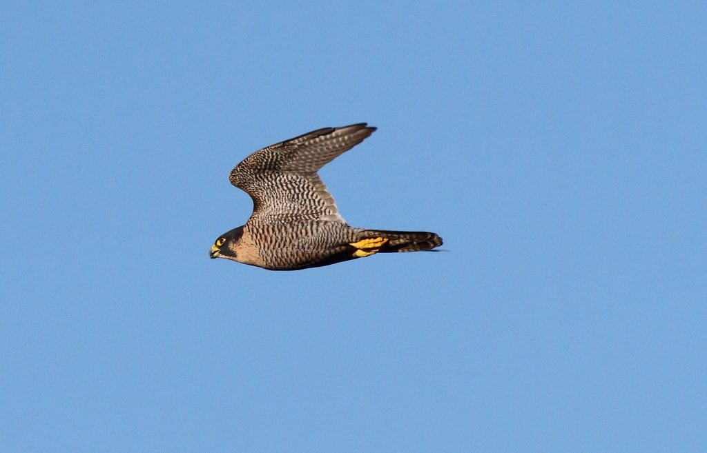 Peregrine, Bempton Cliffs RSPB, Alan Walkington