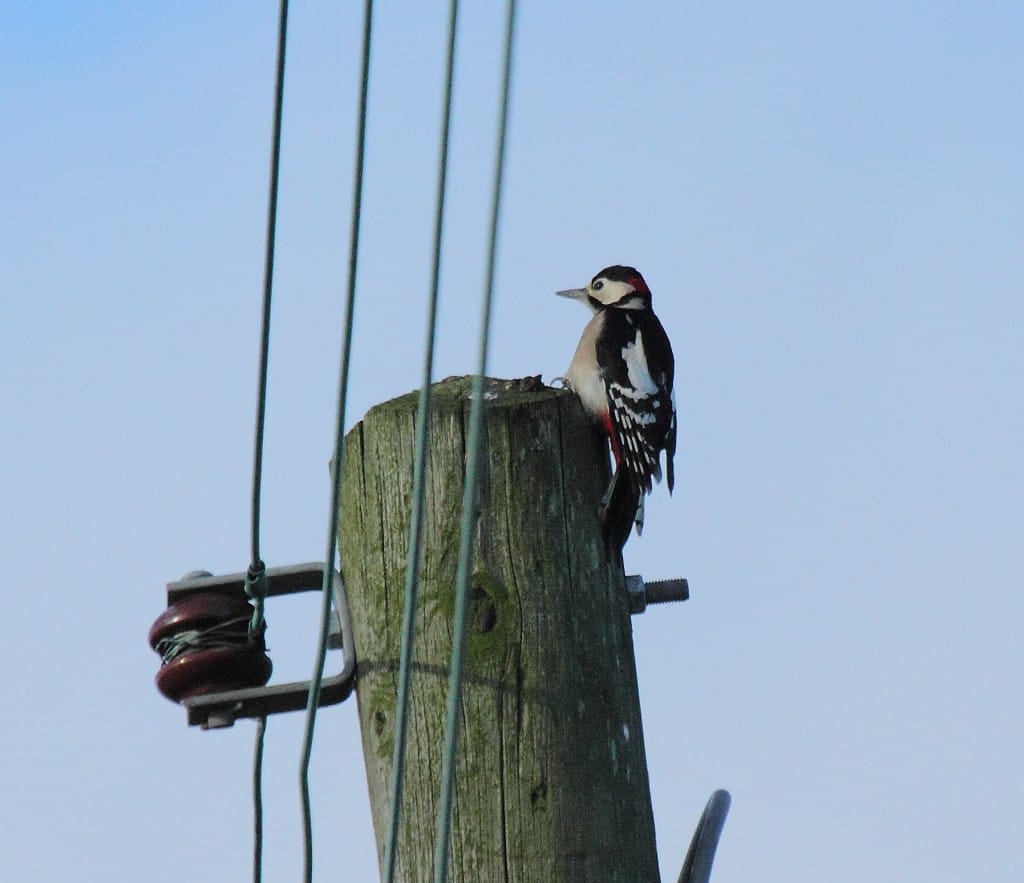 Great Spotted Woodpecker, Outer Head, Alan Walkington