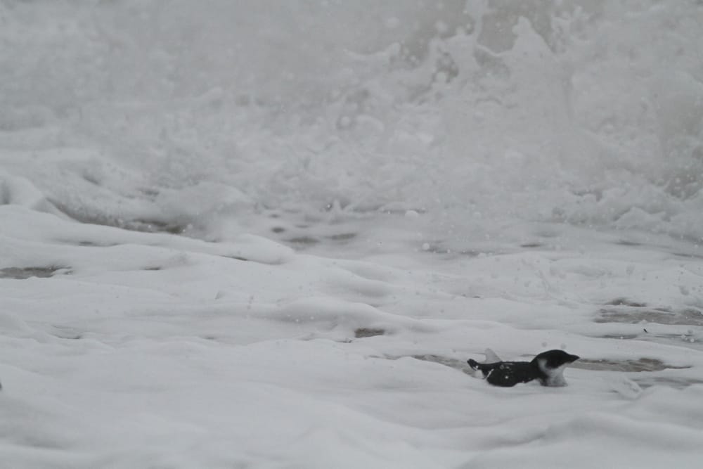 Little Auk, South Landing, Martin Garner