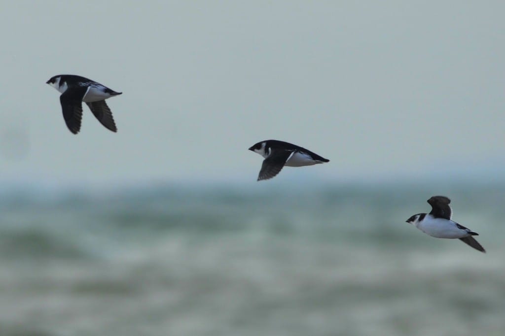 Little Auks, South Landing, Andy Hood