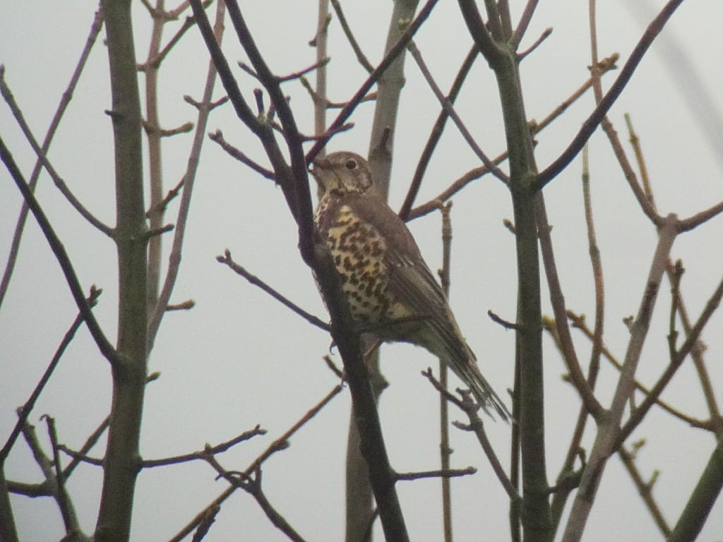 Mistle Thrush, Oceanview, by Andy Hood