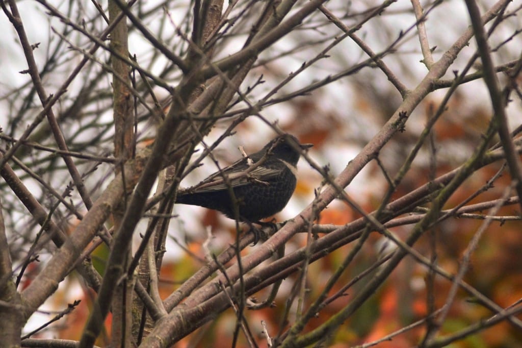 Ring Ouzel, Andy Hood