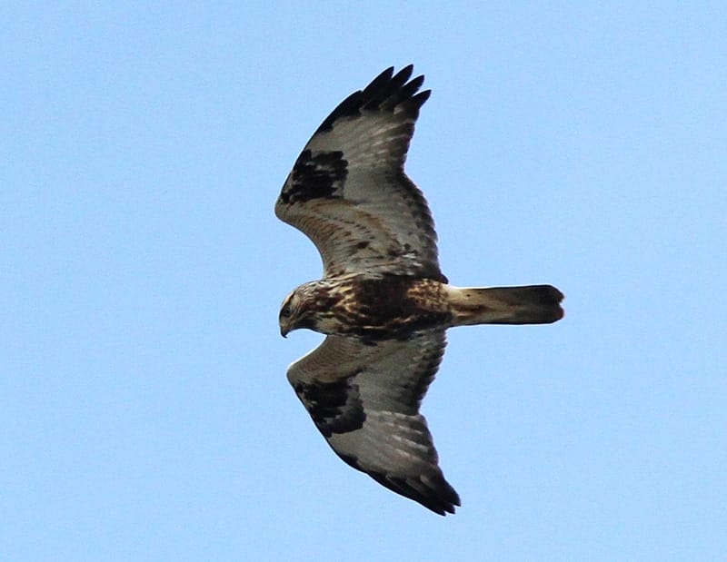 Rough-legged Buzzard, South Landing, Jeff Clarke