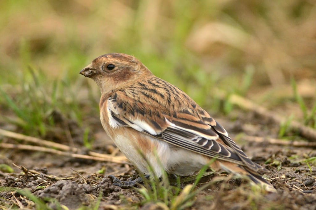 Snow Bunting, South Landing, by Andy Hood