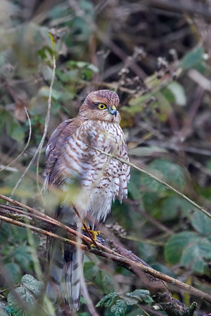 Sparrowhawk, Outer Head, by Andrew Allport