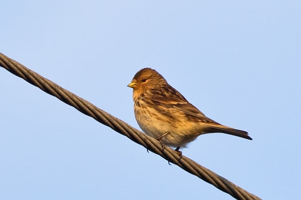 Twite, by Andrew Allport