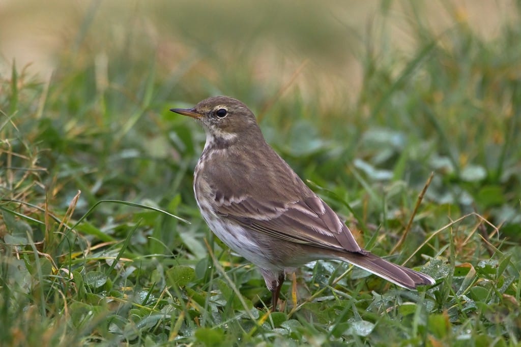 Water Pipit, South Landing, by Andrew Allport