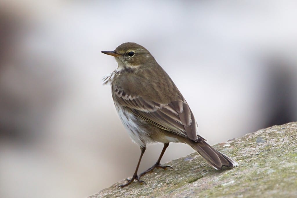 Water Pipit, South Landing, by Andrew Allport