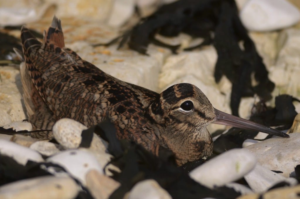 Woodcock 01