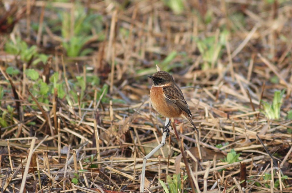 Stonechat, Mark Pearson