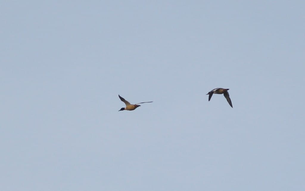 Goosander, Thornwick Pool, Mark Pearson