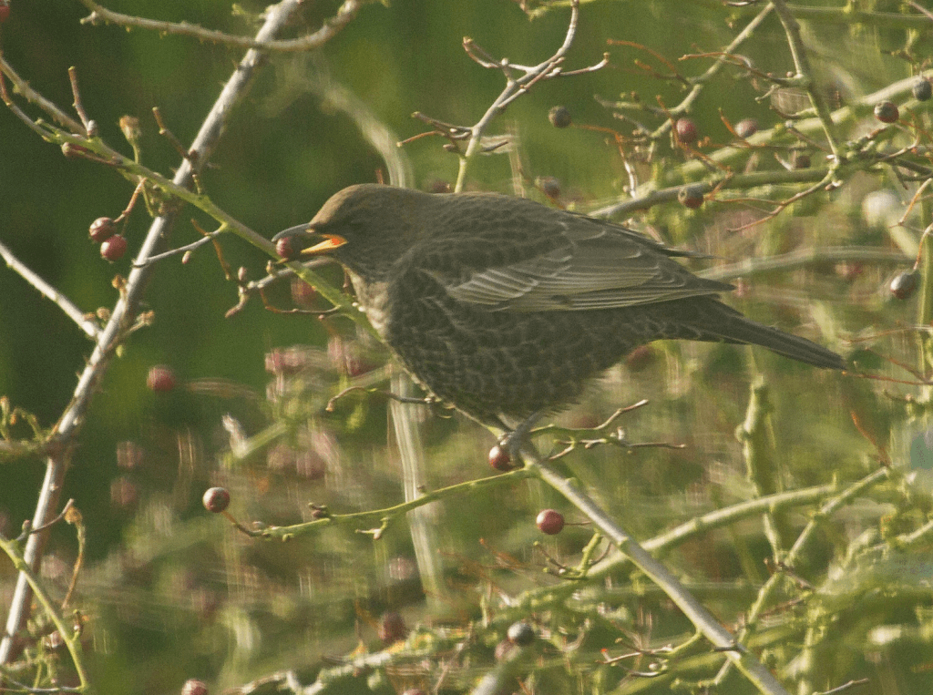 Ring Ouzel by Jo Collins