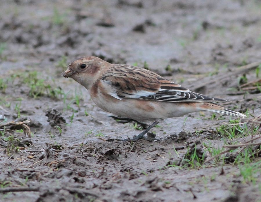 Snow Bunting, South Landing, by Martin Garner