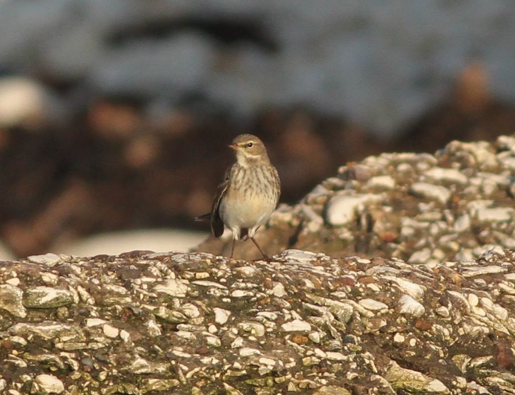 Water Pipit, South Landing, Martin Garner