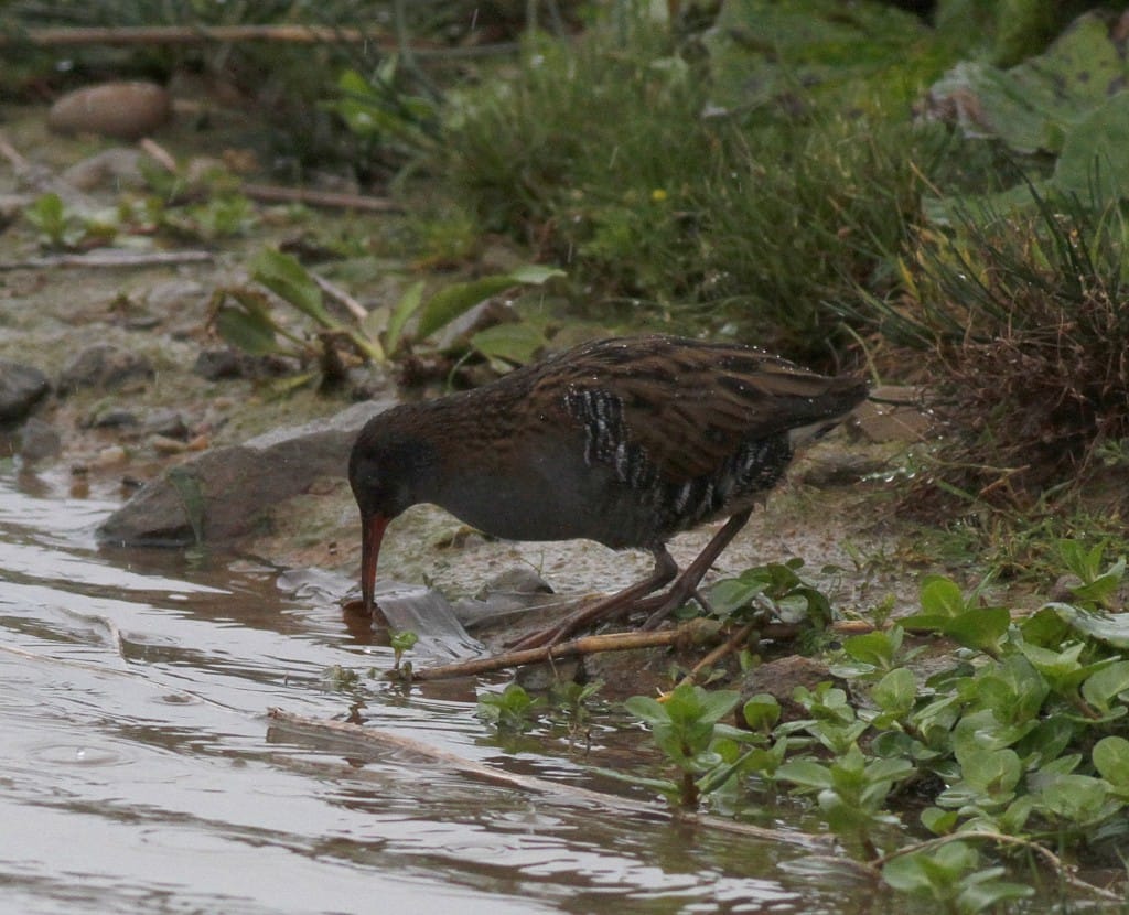 Water Rail, Thornwick Pool, by John Beaumont