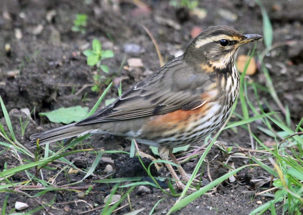 Redwing by Richard Baines