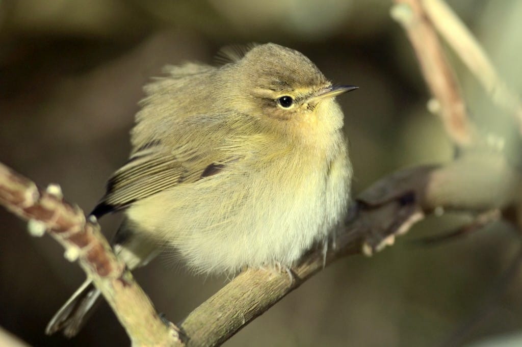 Chiffchaff, Oceanview, by Andy Hood
