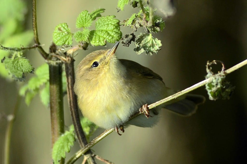 Chiffchaff, Oceanview, by Andy Hood