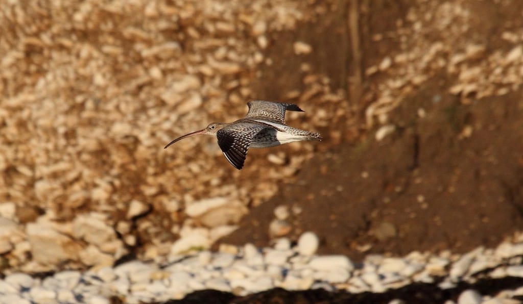 Curlew, South Landing, by Alan Walkington