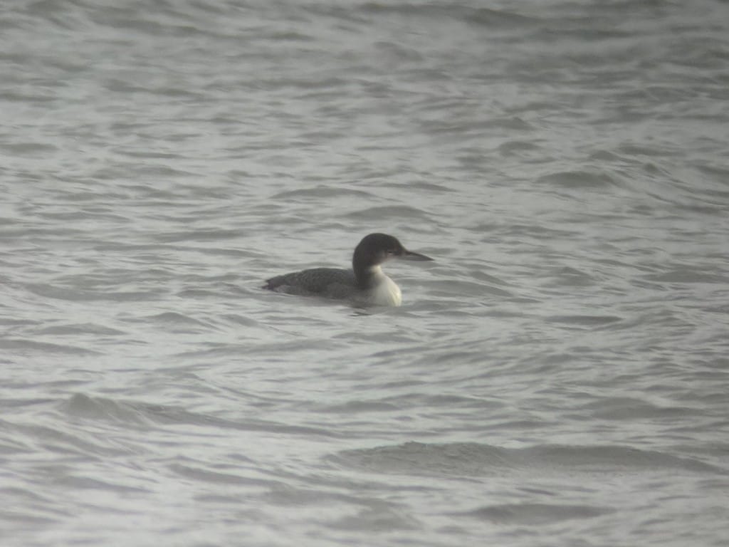 Great Northern Diver, near South Landing, by Andy Hood