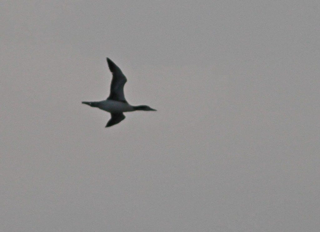 Great Northern Diver, by Martin Garner