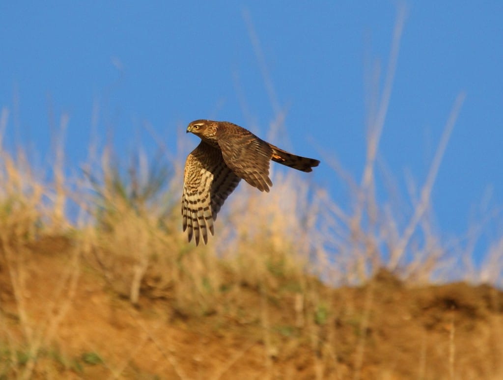 Sparrowhawk, South Landing, by Alan Walkington