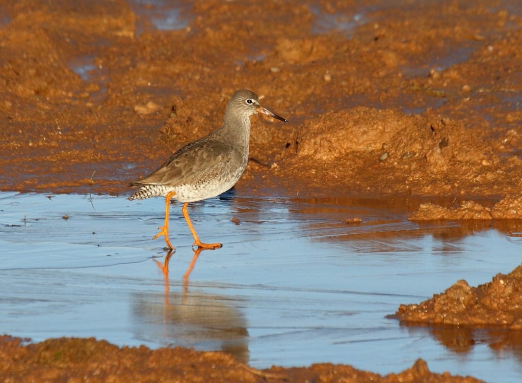 Redshank, Thornwick Pool, by Alan Walkington