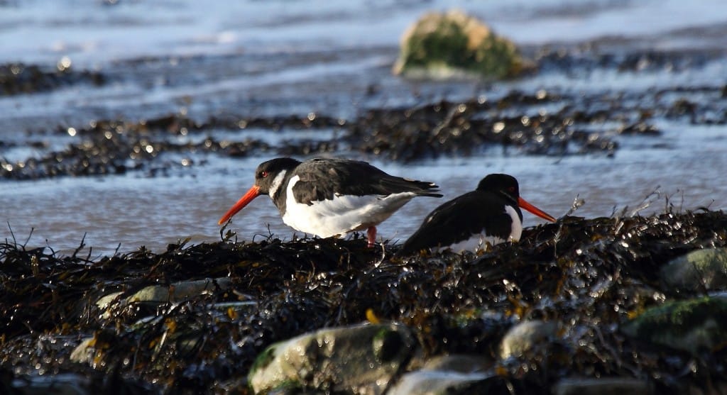 Oystercatchers, South Landing, Alan Walkington