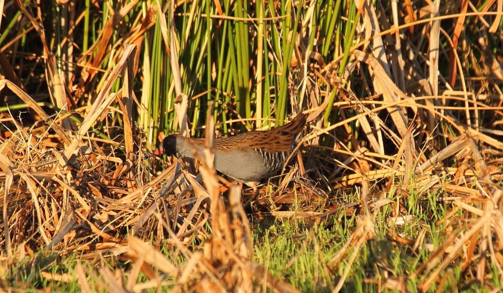 Water Rail, Buckton, by Alan Walkington