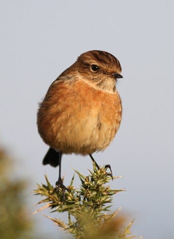 Stonechat, Chrys Mellor