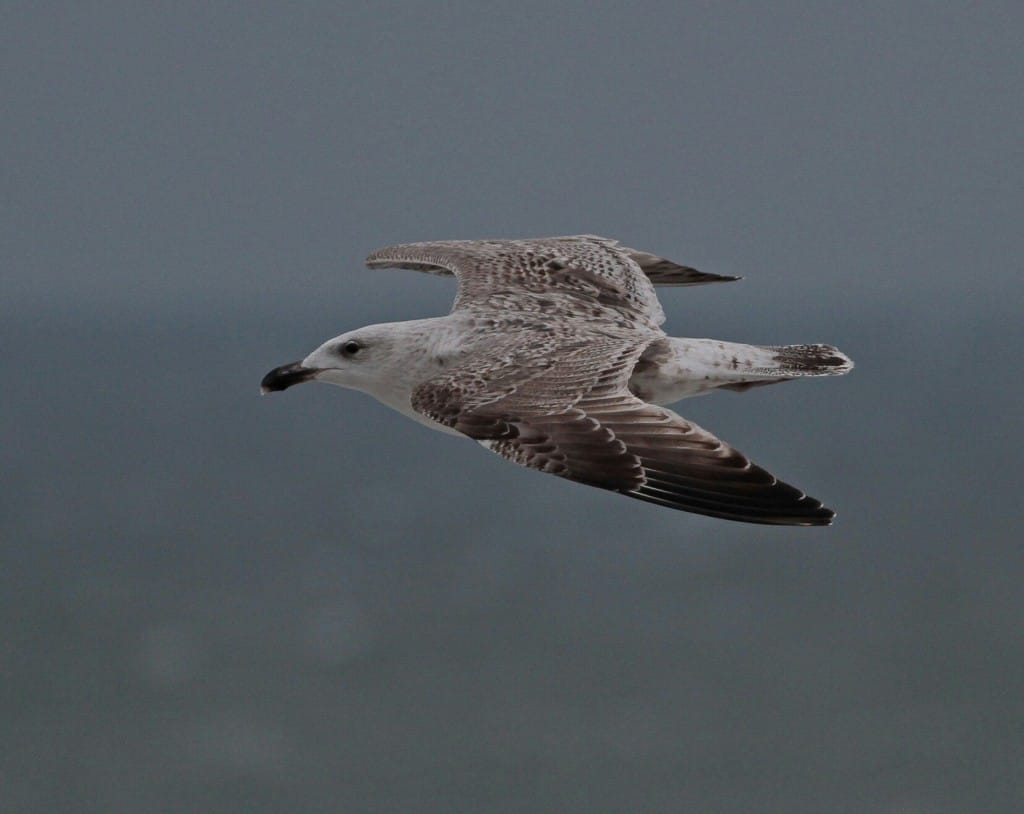 Great Black-backed Gull, by Martin Garner