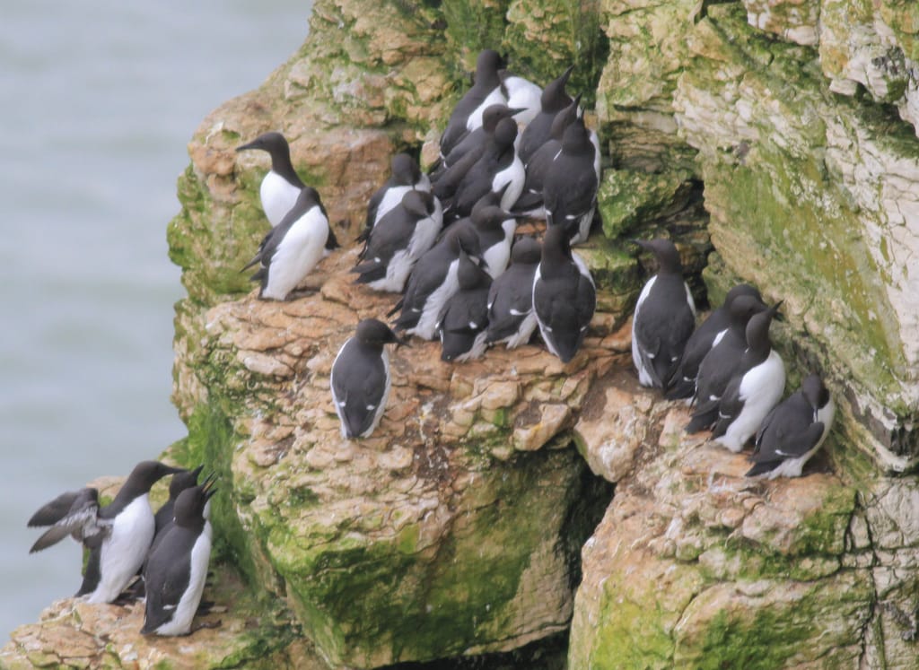 Guillemots, RSPB Bempton Cliffs, by Chrys Mellor