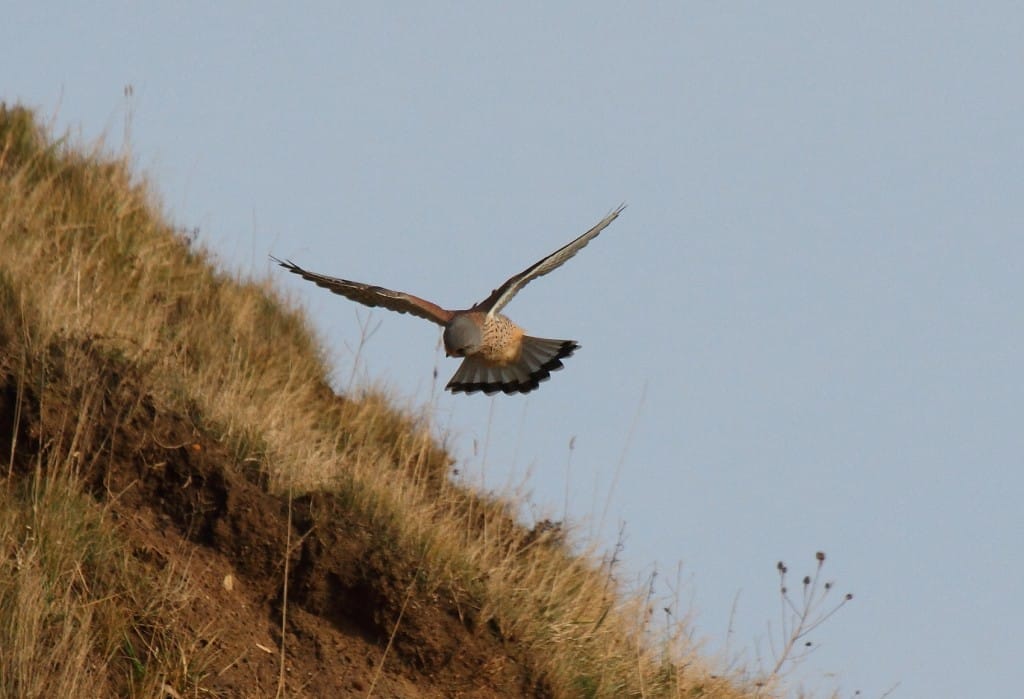 Kestrel by Alan Walkington