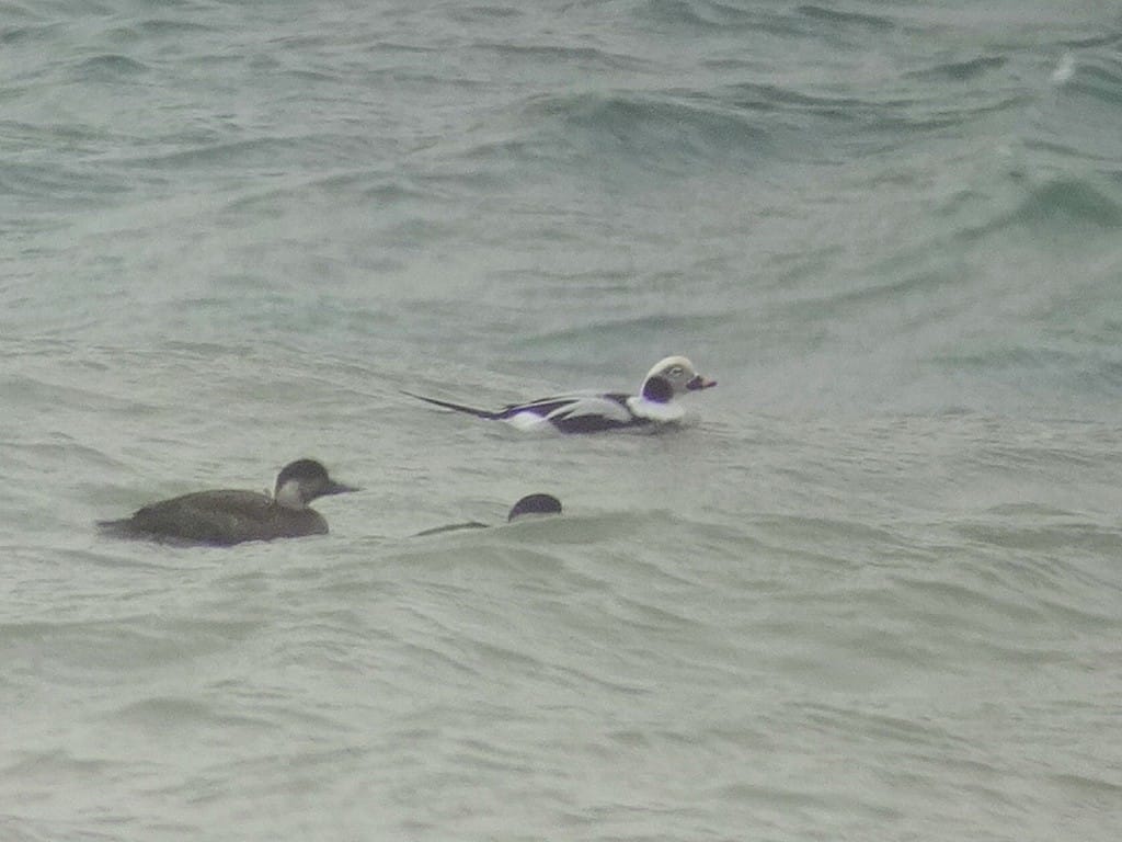 Long-tailed Duck, off South Landing, by Andy Hood
