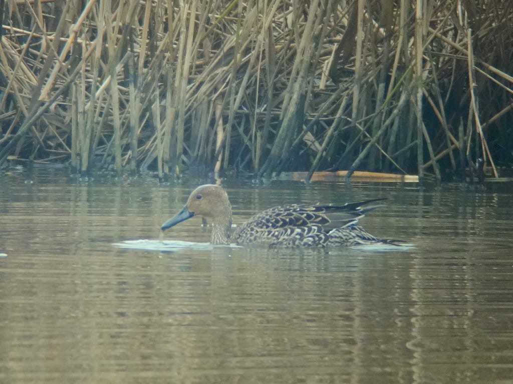 Pintail, Thornwick Pool, by Andy Hood