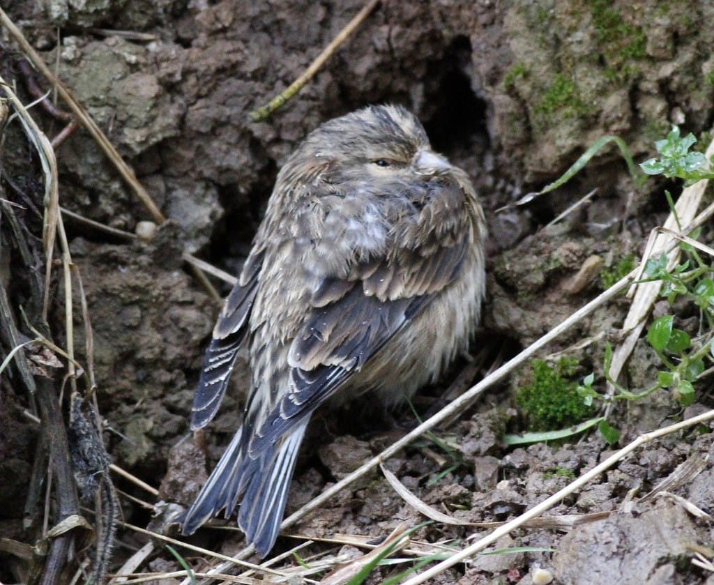 Twite, by John Beaumont