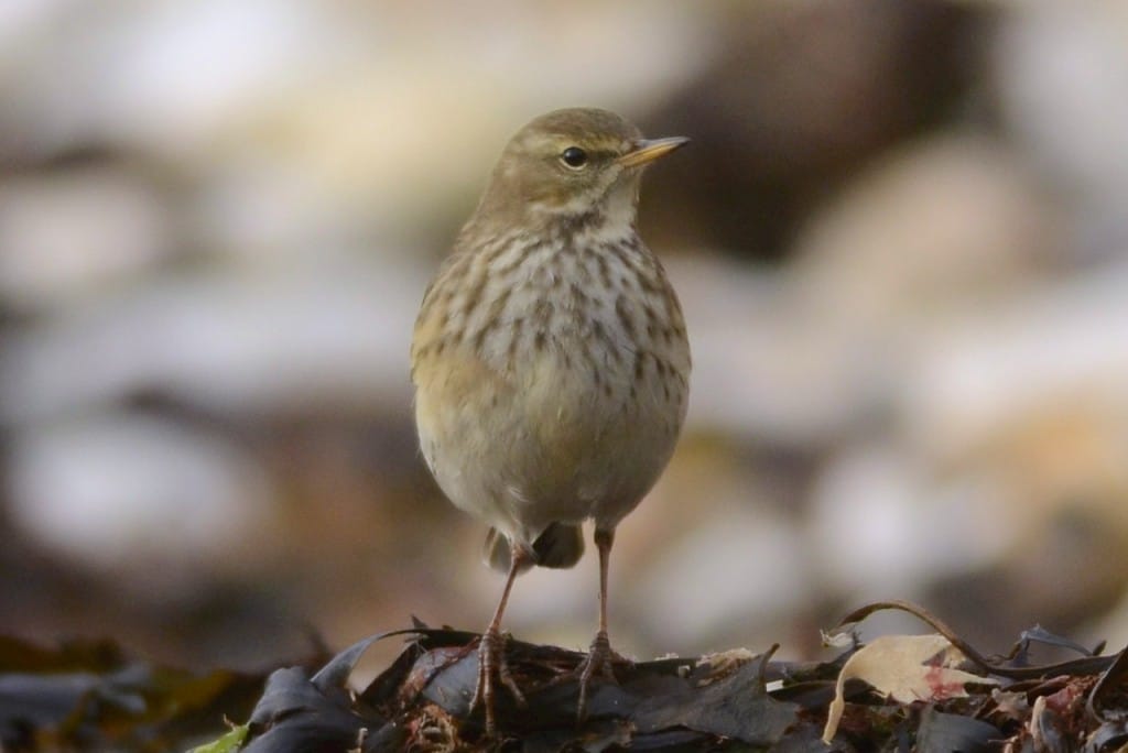 Water Pipit 008