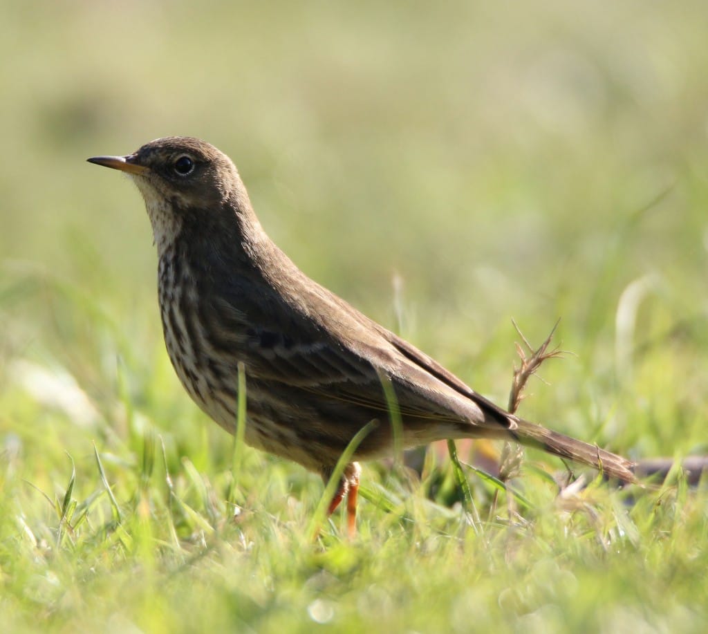 Rock Pipit, in a village garden, by Mike Pearson