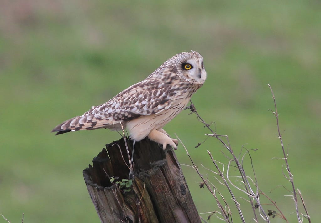 Short-eared Owl, Buckton, by Paul Reed