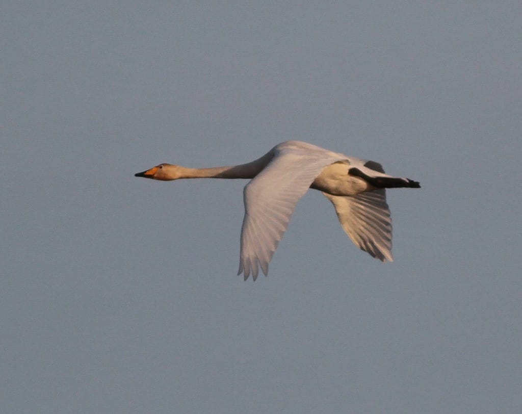 Whooper Swan, by Martin Garner