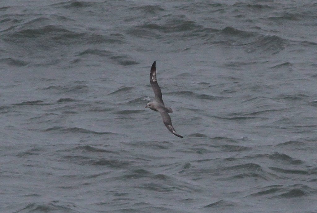 Blue Fulmar by Martin Garner