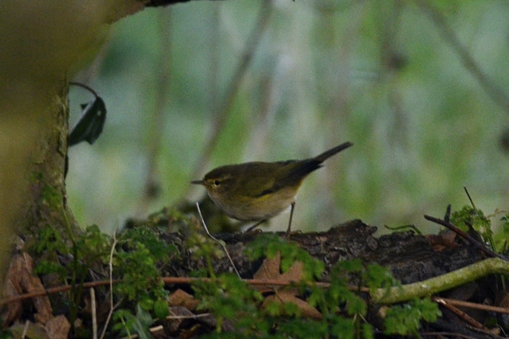 Chiffchaff at Oceanview, by Andy Hood