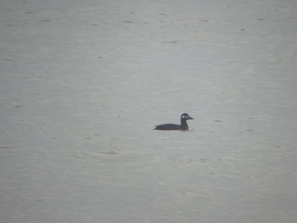 Velvet Scoter off South Landing, by Andy Hood
