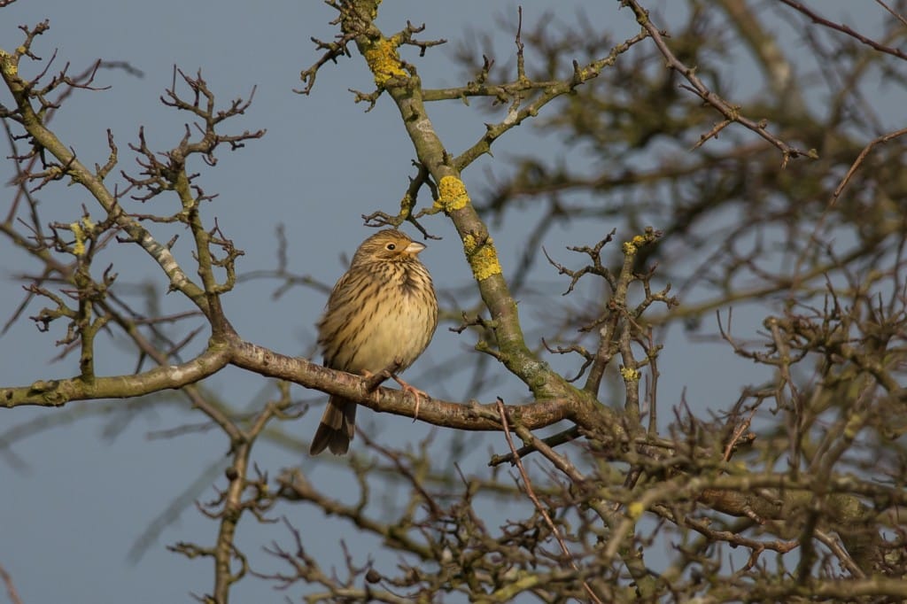 Corn Bunting at Buckton, by Les Day